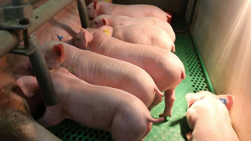 In de kraamstal voeren ze melk via cups en prestarter bij voor de biggen. Melk voeren ze tot dag 14 bij en prestarter vanaf dag 5 tot een week voor het spenen. Dan gaan de biggen over op speenvoer.