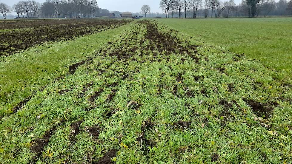 De Schijveneg had moeite om in één keer goed door het lange gras te komen.