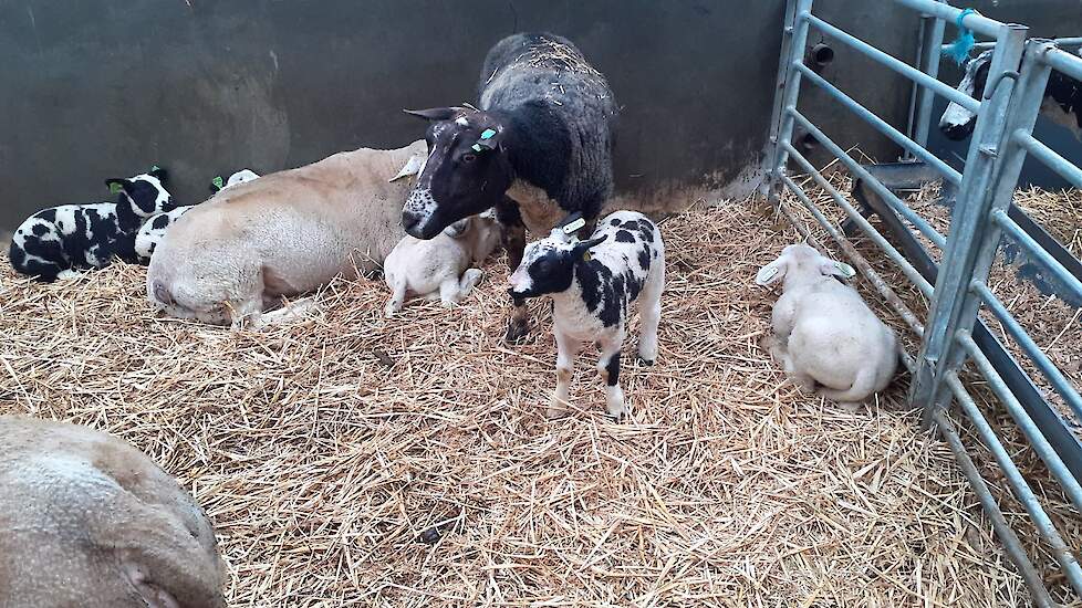 Video: Schapenhouder Verriet wacht nog op compensatie na aanval goudjakhals
