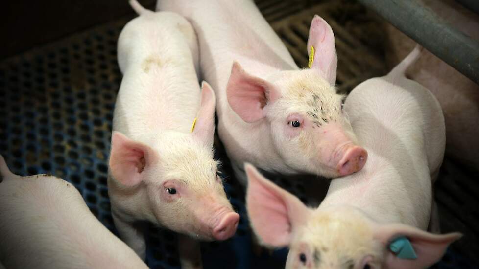 90 procent van de gespeende biggen gaat naar een vaste vleesvarkenshouder. Tien procent laten ze opfokken in een voergeldstal. De varkens worden afgezet op de reguliere markt. Een Beter Leven-keurmerk zien ze niet zo zitten.  Gert: „We zijn zeker voor mee