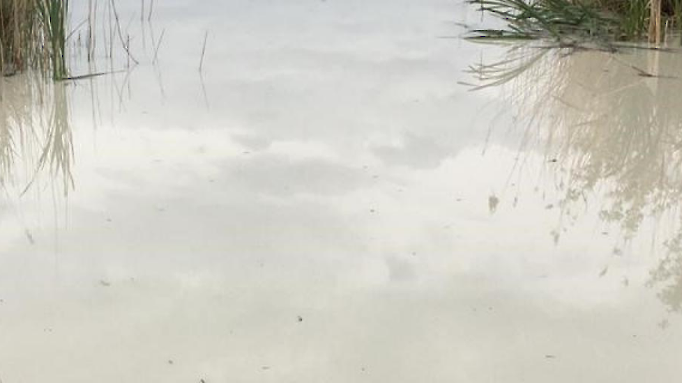 Door het krijt uit de latex kan een witte waas op het water ontstaan.
