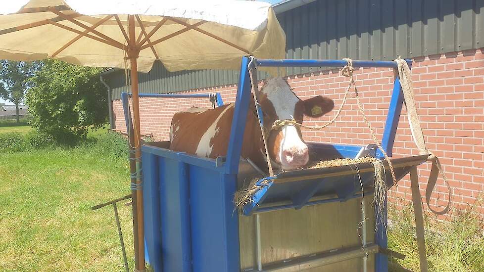 Witteveen heeft een parasol bij het bad geplaatst zodat de koe uit de zon blijft.