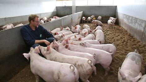 Christian van de Kamp tussen de wroetvarkens. „De varkens op stro sprak ons aan. Je loopt nu trots door de stal omdat je ziet dat de varkens met een krulstaart het fijn hebben.”