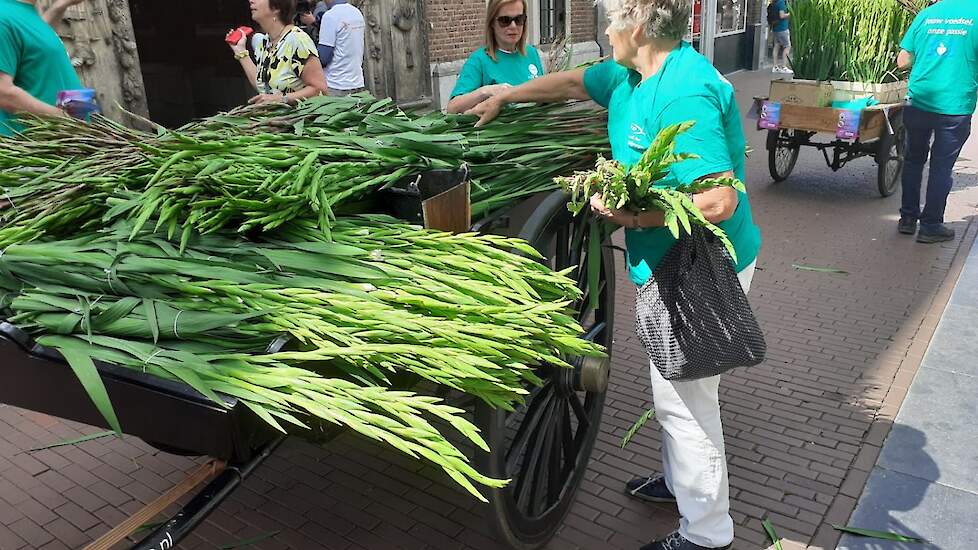 Foto van vorig jaar, gladiolenactie in de binnenstad van Nijmegen (GD).
