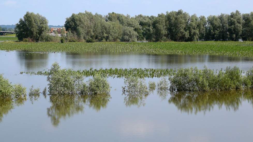 Water in de uiterwaarden van de Waal.