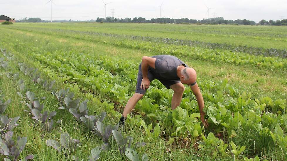 Het gras met klaver biedt voeding en bescherming tussen de rijen.