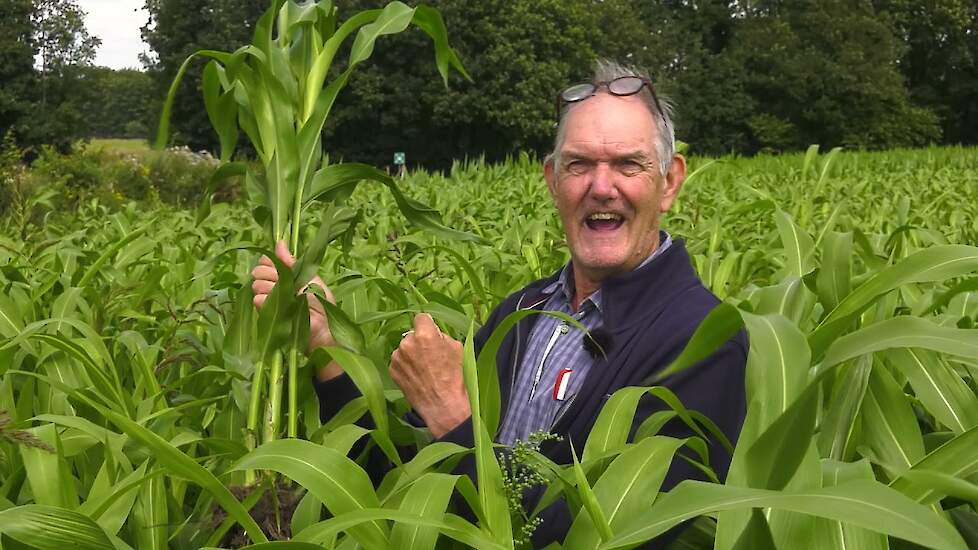 Sorghum: een alternatief voor mais?