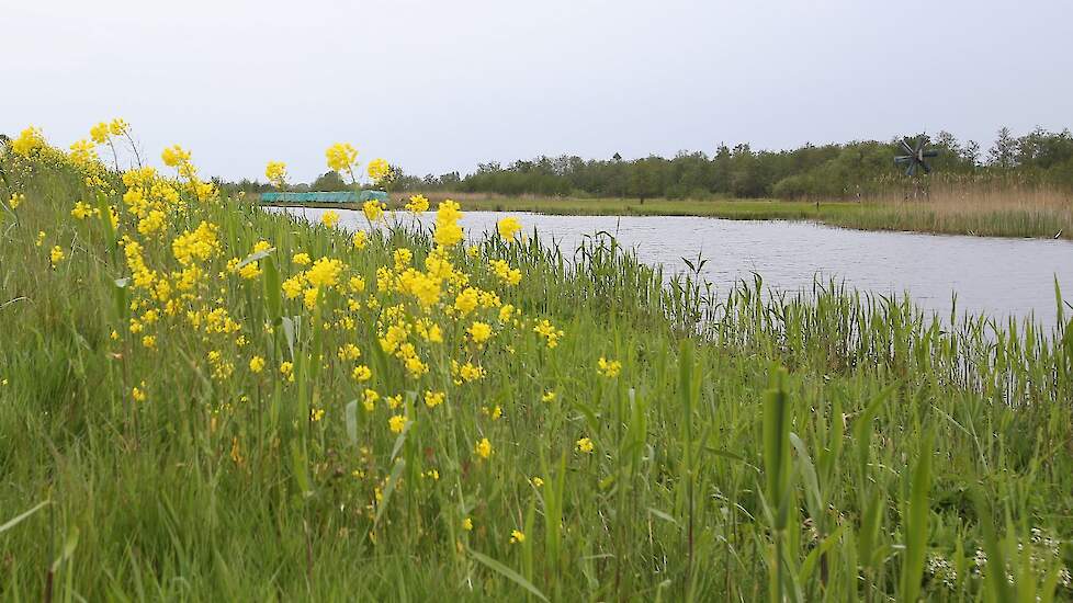 De Weerribben in de Kop van Overijssel.