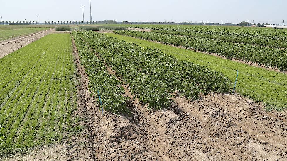 Afbeelding van strokenteelt tegen Phytophtora.