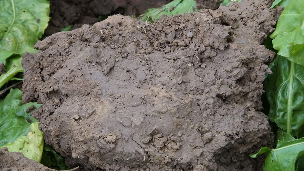 Een te laat gezaaid biodivers mengsel kan te weinig doen voor de structuur. Het plantaantal is hier het laagst. De bieten zijn mooi groen. De mineralisatie kan wat te laat komen voor de suikerbieten. De stugge structuur beperkt de grootte van de bieten. O