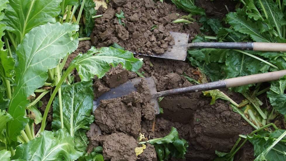 Het Terralife groenbemestermengsel deed te weinig. De blokkige en weinig poreuze structuur is zichtbaar bij graven in deze delen van het demoperceel. Bieten die moeite hadden met dieper wortelen, een minder dichte stand en kleinere bieten. Het zou de moei