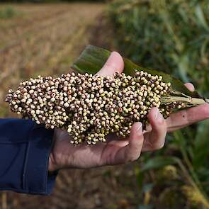 Sorghum bevat ongeveer 28 procent drogestof. Daarmee is het iets vochtiger dan mais. Bij een goed afgerijpt gewas zijn alle korrels wit van kleur.