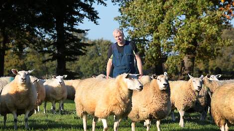 Schapen- en varkenshouder Coen Bosch tussen zijn dieren.
