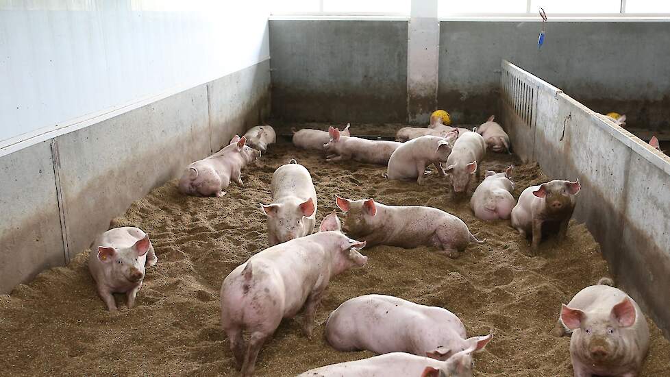 Broenink over undercoverbeelden: 'Ik hoop dat de politiek dit ziet als huisvredebreuk'