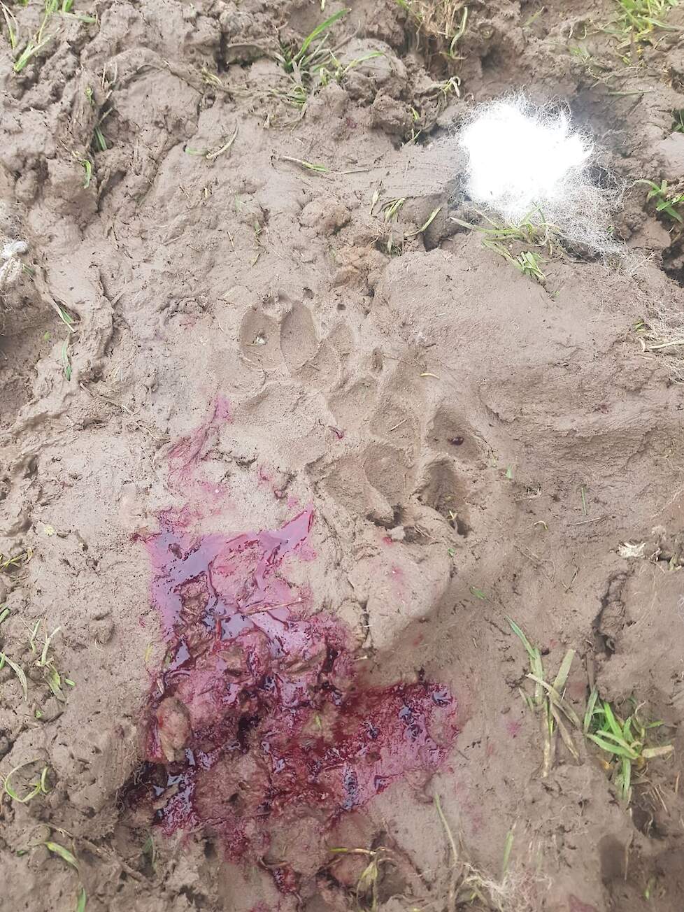 De dader van de aanval op de schapen heeft sporen achtergelaten.