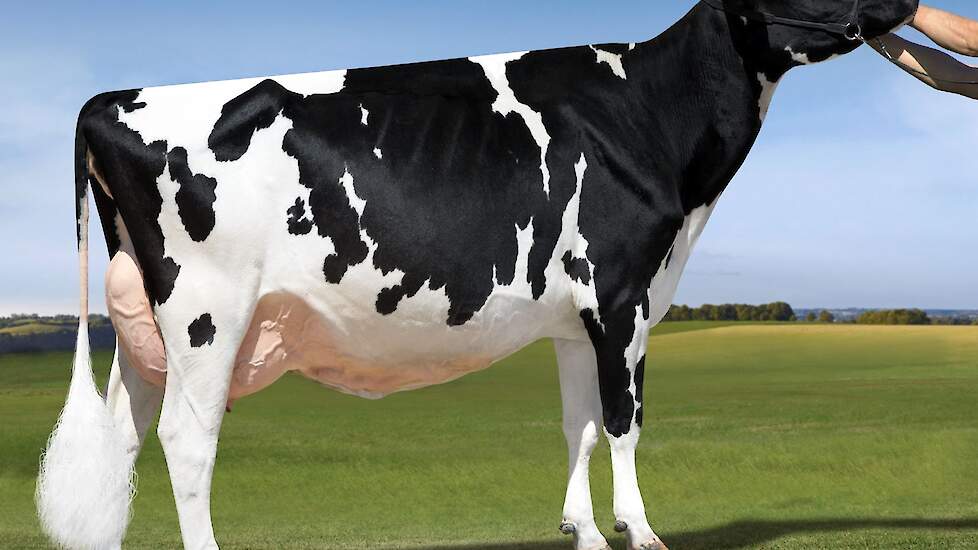 Val-Bisson Bookem Dona EX-92. Van deze koe worden twee directe dochters verkocht.
