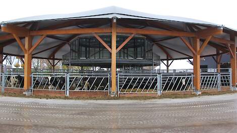 Het duurzaam gebouwde onderkomen voor het vee mag geen stal heten, want het is eigenlijk slechts een overkapping waar de wind dwars doorheen kan. Er zijn acht hokken in gemaakt voor verschillende groepen stieren die tot zo’n 20 maanden op het bedrijf blij