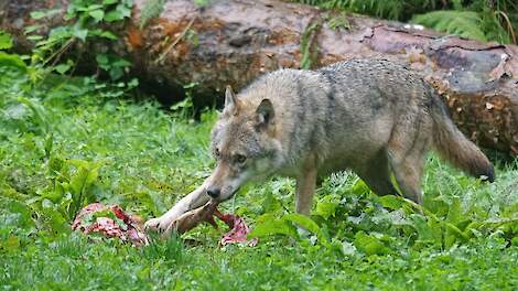 „De wolf hoort – onder zorgvuldig beheer – in een nátuurgebied en niet in cúltuurgebied”, zegt de Edese schapenhouder Bart Kemp (tevens voorman van Agractie) namens NoWolves Benelux.