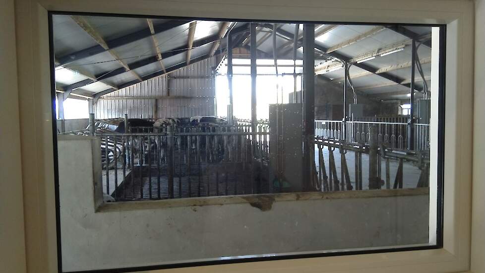 Vanuit de educatieruimte is er een doorkijkje gemaakt naar de stal met het jongvee van de melkveehouderij.