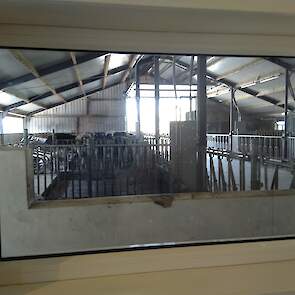 Vanuit de educatieruimte is er een doorkijkje gemaakt naar de stal met het jongvee van de melkveehouderij.