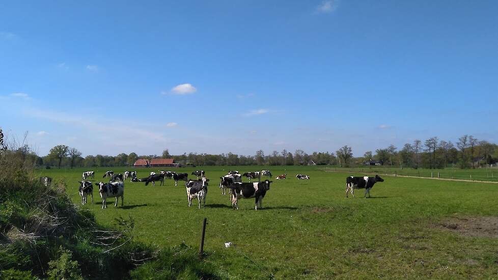 Een kijkje in de wei van de melkveehouderij in Zuna.