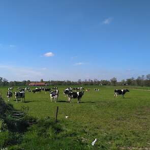 Een kijkje in de wei van de melkveehouderij in Zuna.