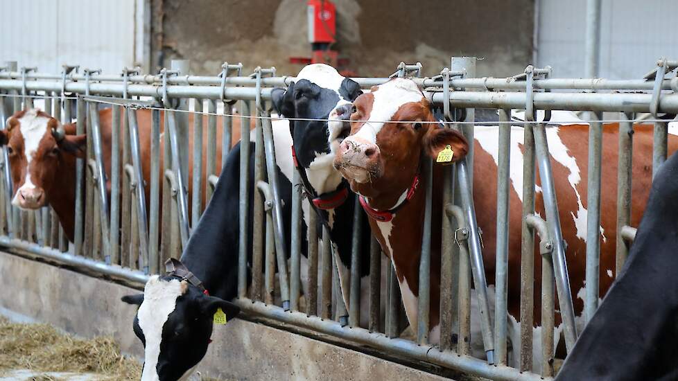 Om te voorkomen dat koeien voer over het voerhek op de roosters gooien heeft Looman een stalen kabel voor het voerhek langs gespannen. „Simpel, maar wel effectief.”