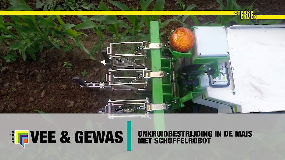Onkruidbestrijding in de mais met schoffelrobot