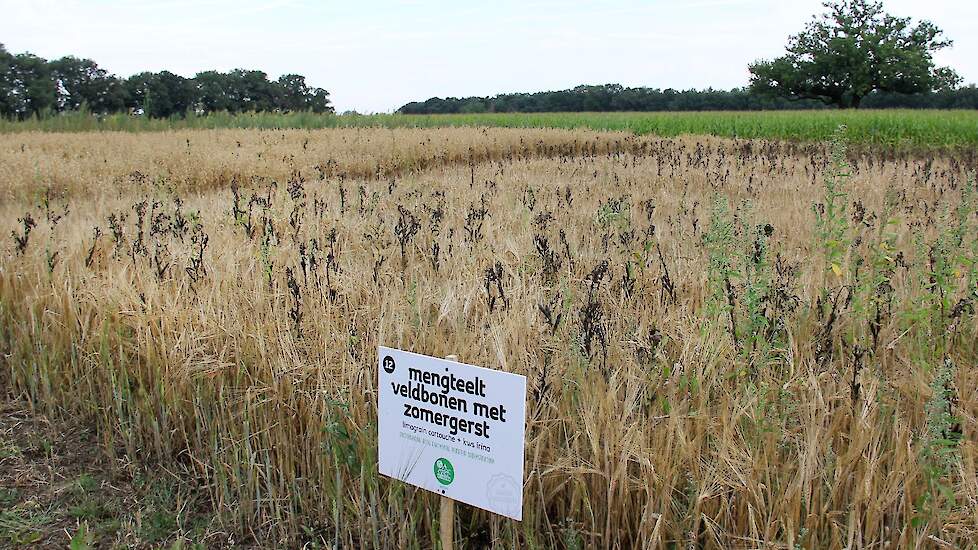 Veldbonen en zomergerst vullen elkaar mooi aan, volgens Hofmeijer. 'En als je puur voor extra eiwit gaat, vormen veldbonen een mooie teelt.'