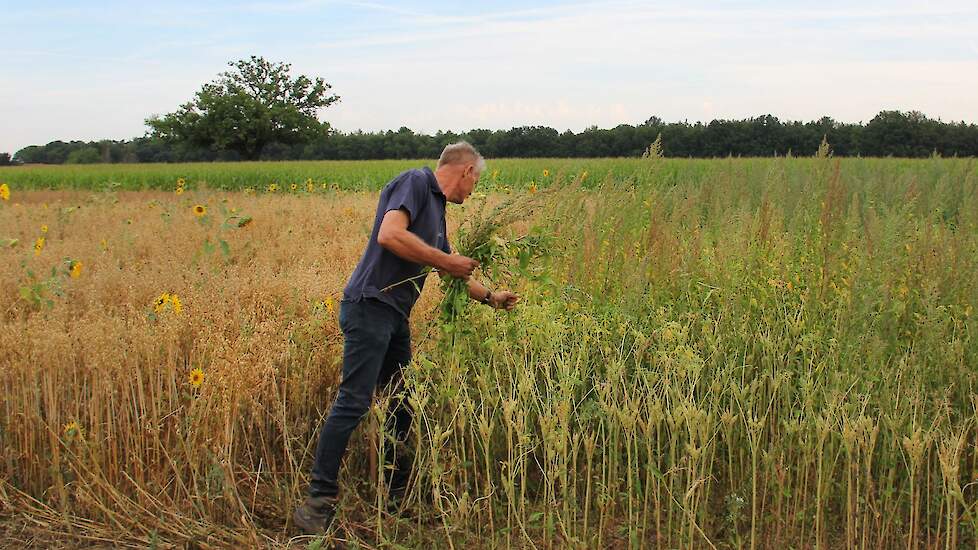 Melde vormt een waar probleem in het proefperceeltje met lupinen. Hofmeijer haalt er wat melde tussenuit. Onkruidbestrijding is geprobeerd met een cameragestuurde schoffel, maar het onkruid ging in het begin harder dan het gewas.