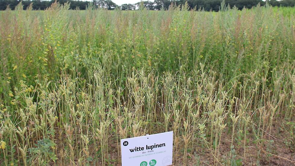 Enkele bonen van de planten rammelen al, maar verreweg het meeste is half augustus, ondanks droogte en hitte, nog niet droog genoeg.