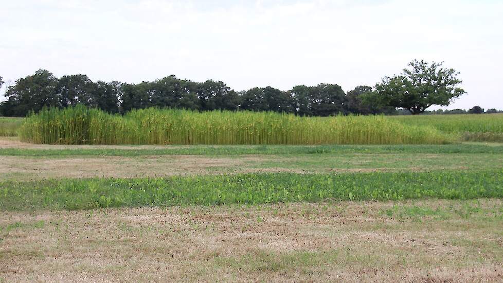 Vergeleken met alleen raaigras, doet de gras-klaver, de tweede strook, het beduidend beter in de droogte.