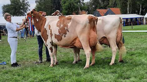 Het kampioensduo bij de oudere roodbonten. Links algemeen kampioene Heerenbrink Truus 4, daarachter Johanna 39