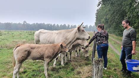 Erik en Mieke Dignum bij hun vleeskoeien.