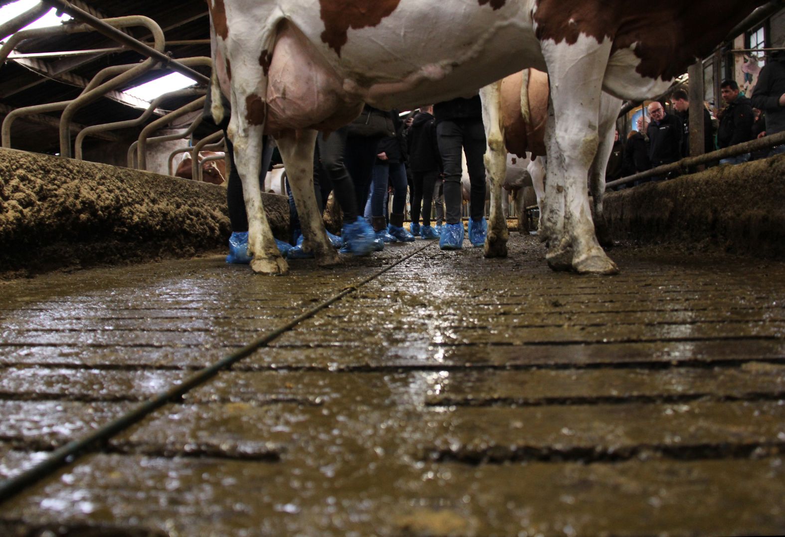 Fotoserie: Koeien keuren is spannend | Vee-en-Gewas.nl - Landbouwnieuws