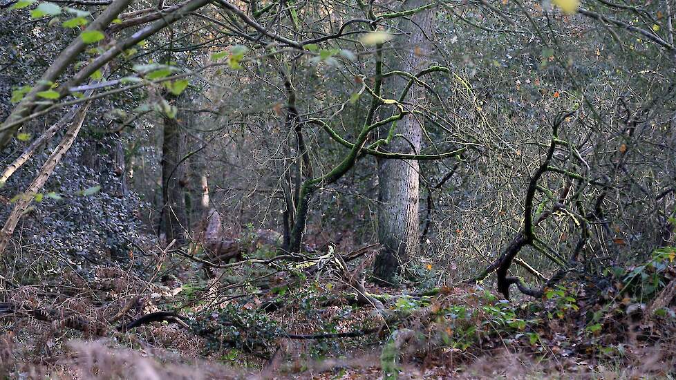 Een willekeurig Natura 2000-gebied in Drenthe.