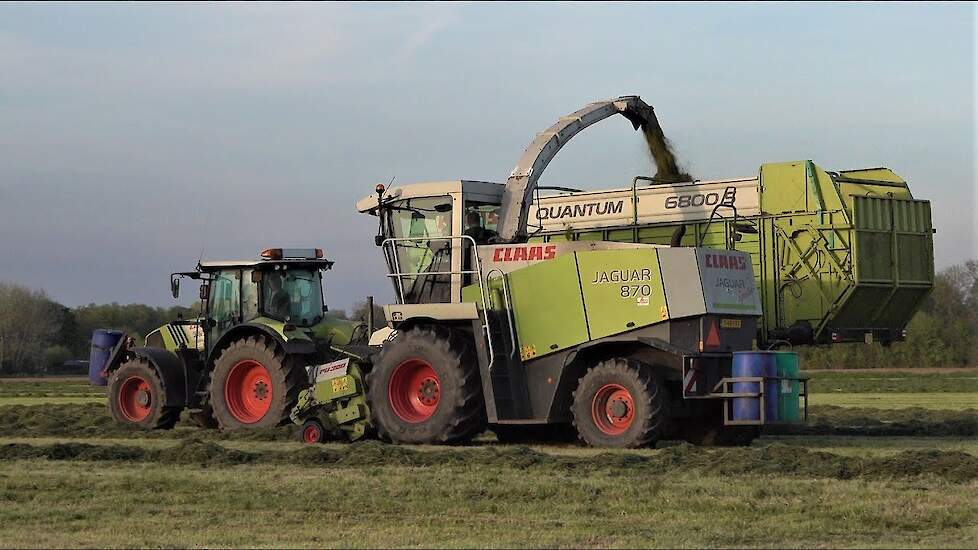 Claas Jaguar 870  volop in het gras