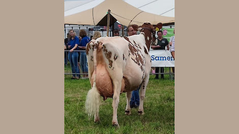 De 13-jarige Irma 68 is de nieuwe Lady Agrifair. Ze gaf al meer dan 110.000 kilo melk.