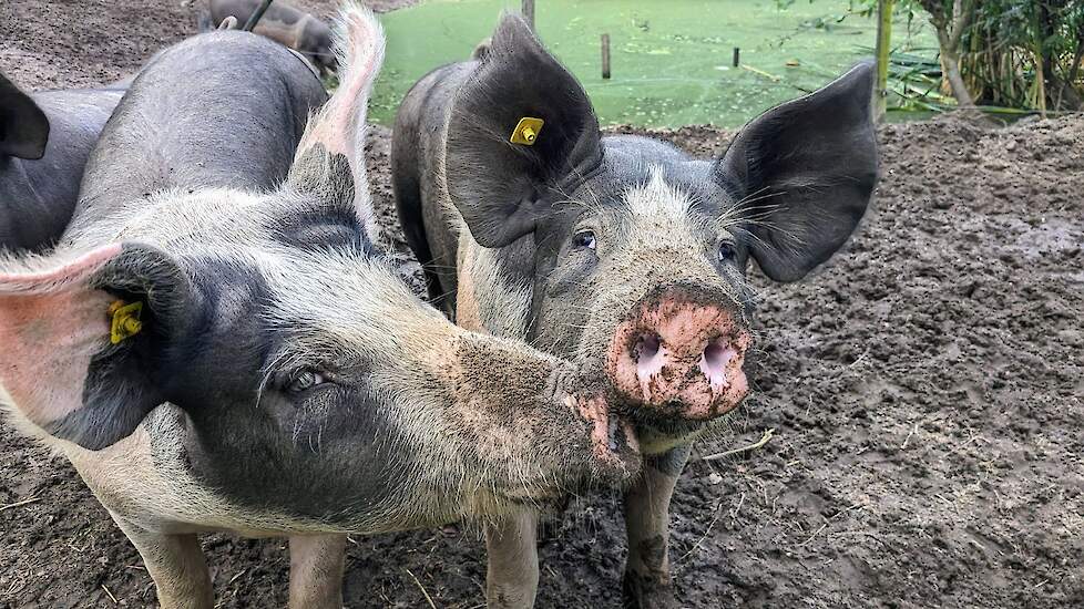 Nieuwsgierige varkens in de modder op het woonzorgcomplex.