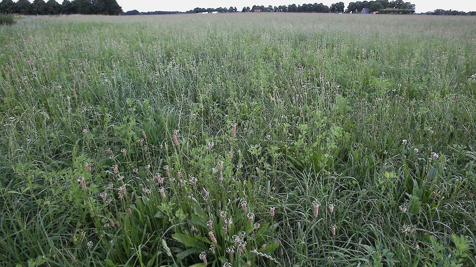 Kruidenrijk grasland in de Gelderse Achterhoek.