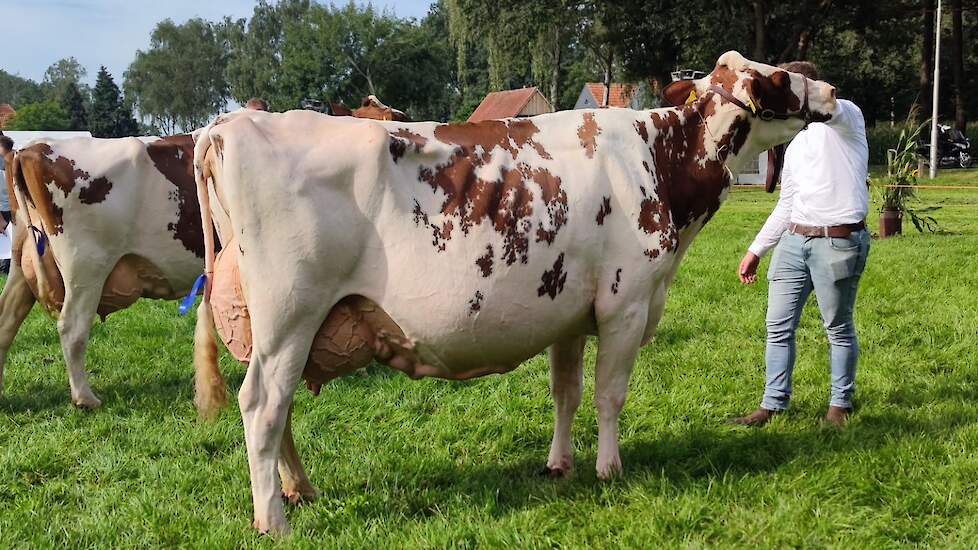 De fraaitypische Niemeijers Johanna 39 won het roodbonte seniorenkampioenschap en het algemeen kampioenschap.