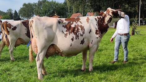 De fraaitypische Niemeijers Johanna 39 won het roodbonte seniorenkampioenschap en het algemeen kampioenschap.