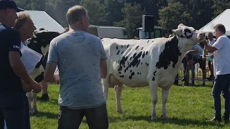 Bruninkweerd Glendale 34 van Wijnbergen en Beernink pakte het algemeen kampioenschap bij de zwartbonten in Laren.