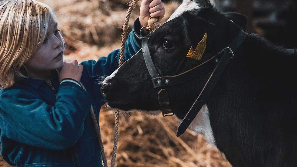 Zuidwesthoek winteravondshow met melkveepracht in kerstsfeer