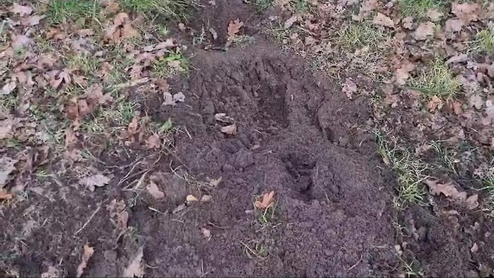 Schapen aangevallen bij Bart Kemp deel 1 - 22-1-24