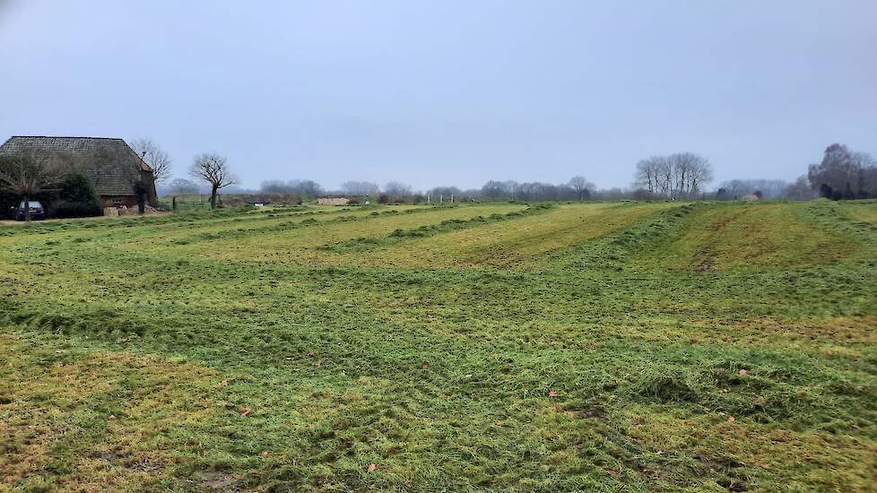Gemaaid gras midden in de winter.