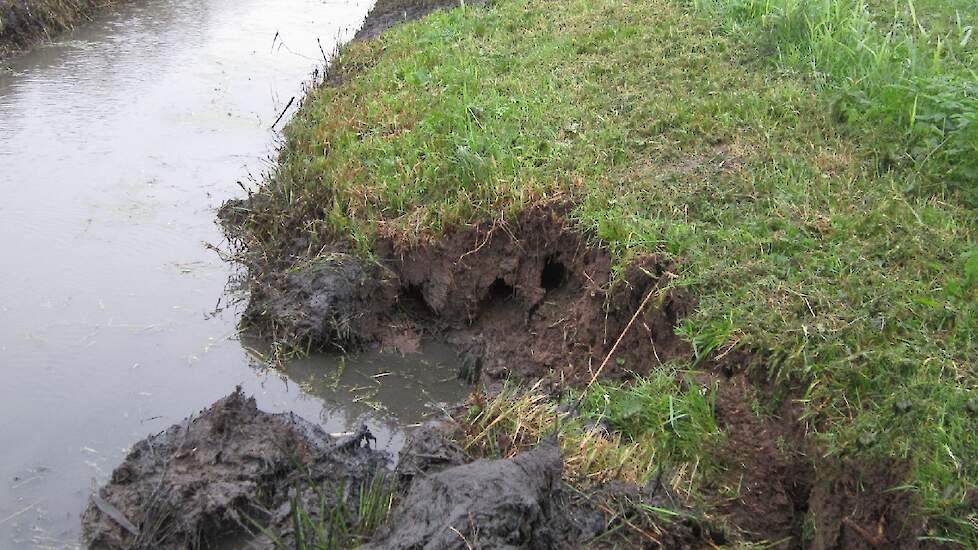 Graafschade door muskusratten.