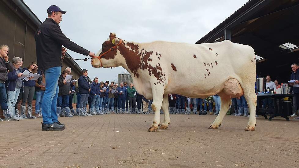 Geert Huls met MRIJ-koe van het Jaar Joze 145.