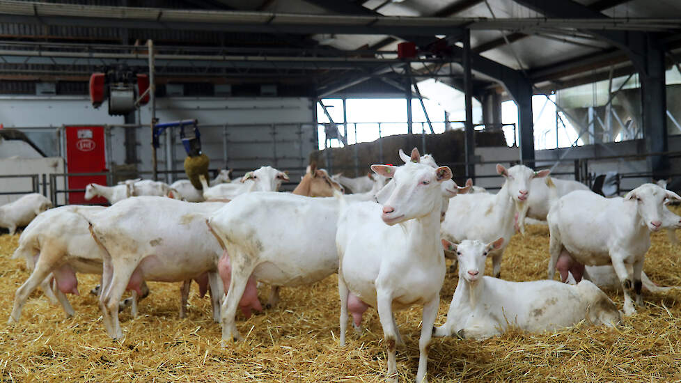 Het Overijsselse geitenmoratorium werd in september 2018 in Overijssel afgekondigd.