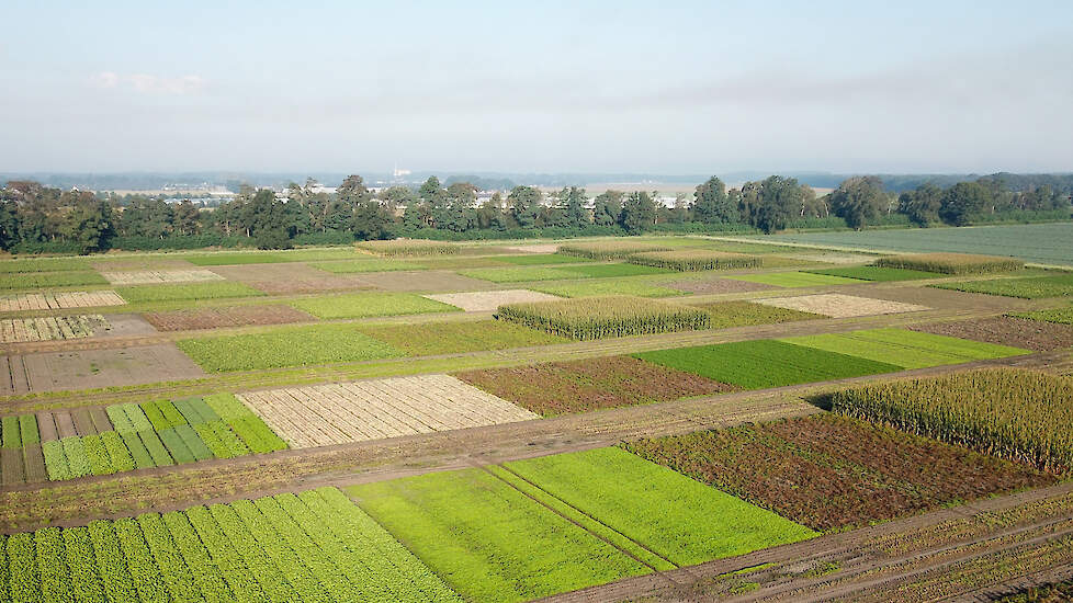 Bij proefboerderij Vredepeel (LB) is een grote proef aangelegd. Daarin wordt ICM vergeleken met de referentieaanpak.